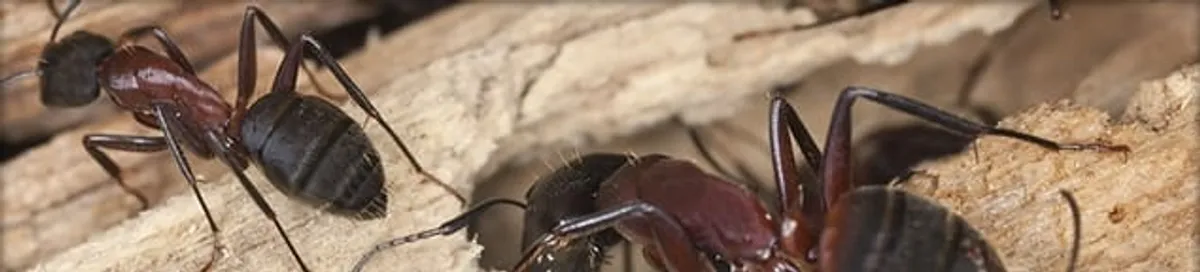Close-up of ants on wood showing an active ant infestation in Charleston, SC