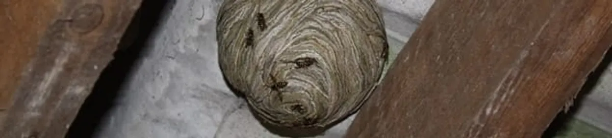 Wasp nest in an attic space, a common home infestation risk in Charleston, SC