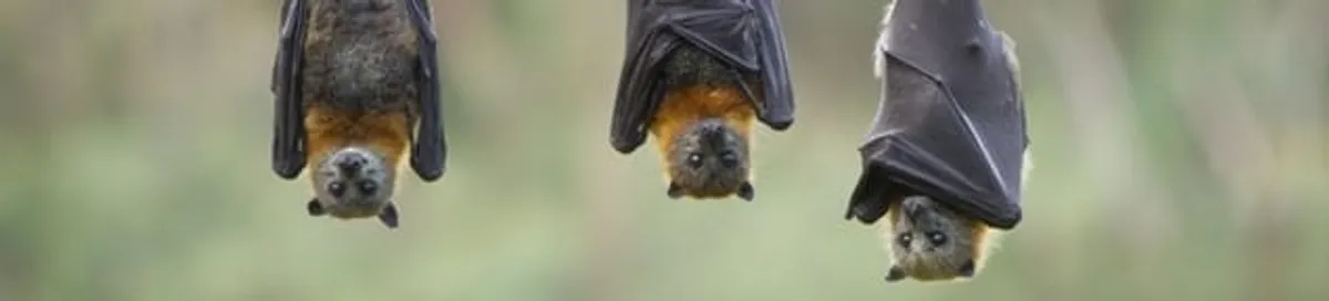 Bats roosting together, a common sign of a bat infestation in Charleston, SC
