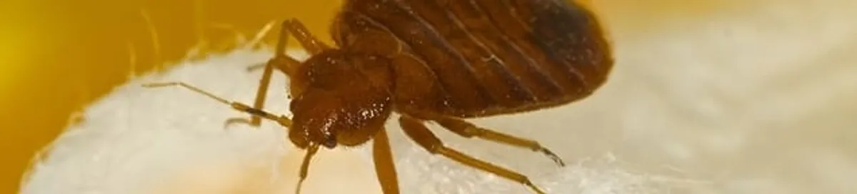 Close-up of a bed bug, a sign of an active infestation in Charleston, SC