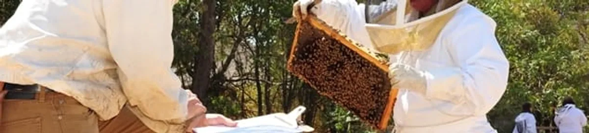 Bee removal specialists relocating a hive and honeycomb safely in Charleston, SC