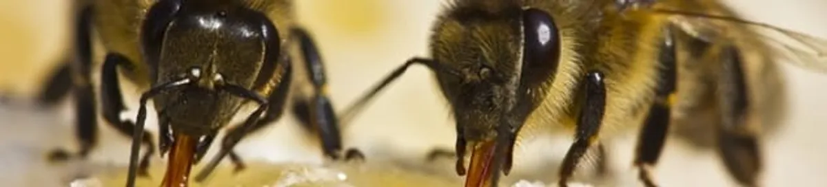 Close-up of honey bees, a sign of a nearby hive in Charleston, SC