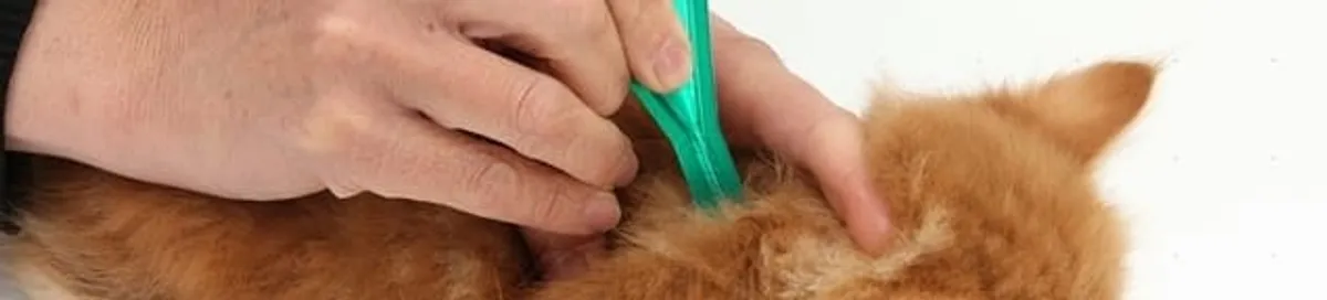 Flea treatment for pets using a flea comb, a sign of flea problems in Charleston, SC