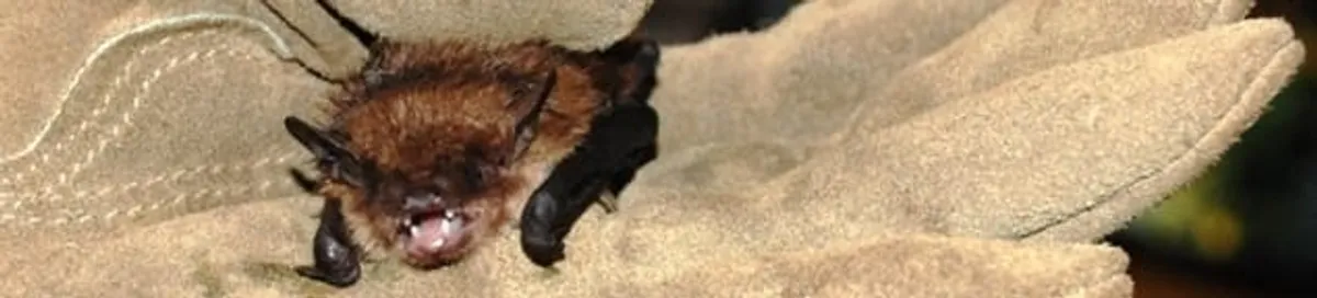 Bat removal specialist holding a bat safely during humane exclusion in Charleston, SC