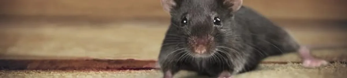 Mouse indoors, a common sign of a rodent infestation in Charleston, SC