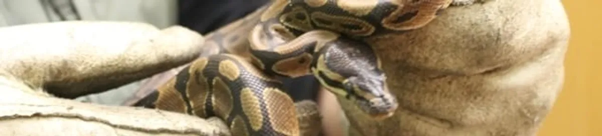 Snake removal specialist safely handling a snake with protective gloves in Charleston, SC