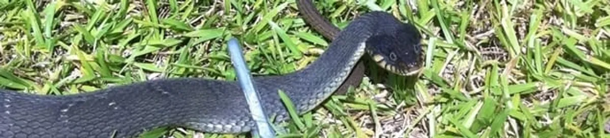 Snake in a yard, a common sign of a snake problem near a home in Charleston, SC