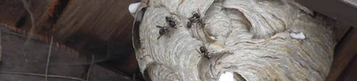 Close-up of a wasp nest with active wasps, a sign of an infestation in Charleston, SC